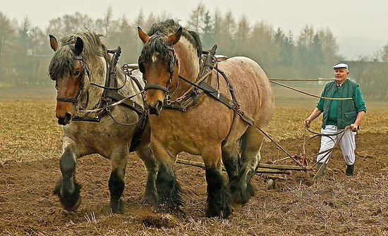 파일:external/i.somethingawful.com/2287600_4_real_horse_power_at_work.jpg