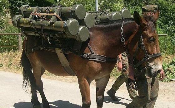 파일:attachment/horse_1.jpg