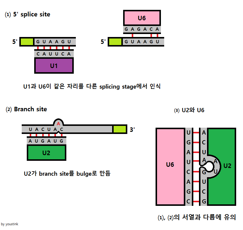 파일:RNA-RNA_interactions.png
