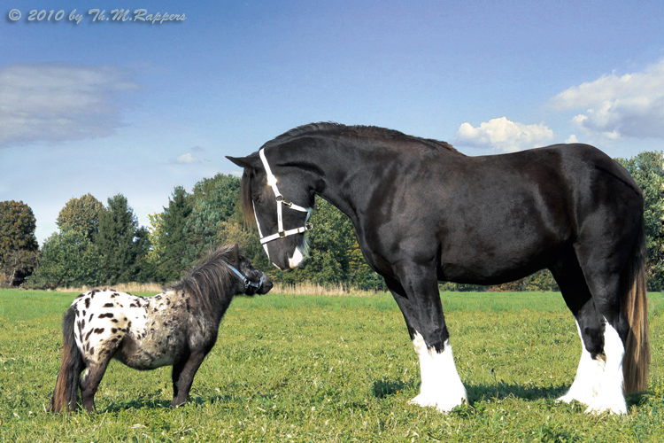 파일:attachment/말(동물)/Shire-vs-Falabella.jpg