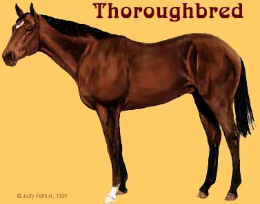 파일:external/www.gottalovehorses.com/tbred.jpg