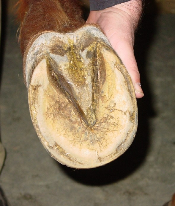 파일:external/www.wildheartshoofcare.com/Hope%20LF%2012-23-04%20small.jpg