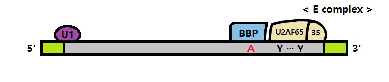 파일:spliceosome_mediated_0.png