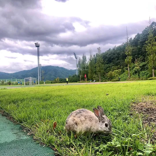 파일:춘천송암토끼.jpg