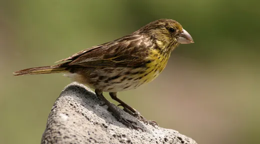 파일:Nihoa_finch_USFWS.jpg