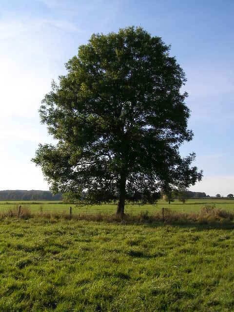 파일:external/upload.wikimedia.org/Ash_Tree_-_geograph.org.uk_-_590710.jpg