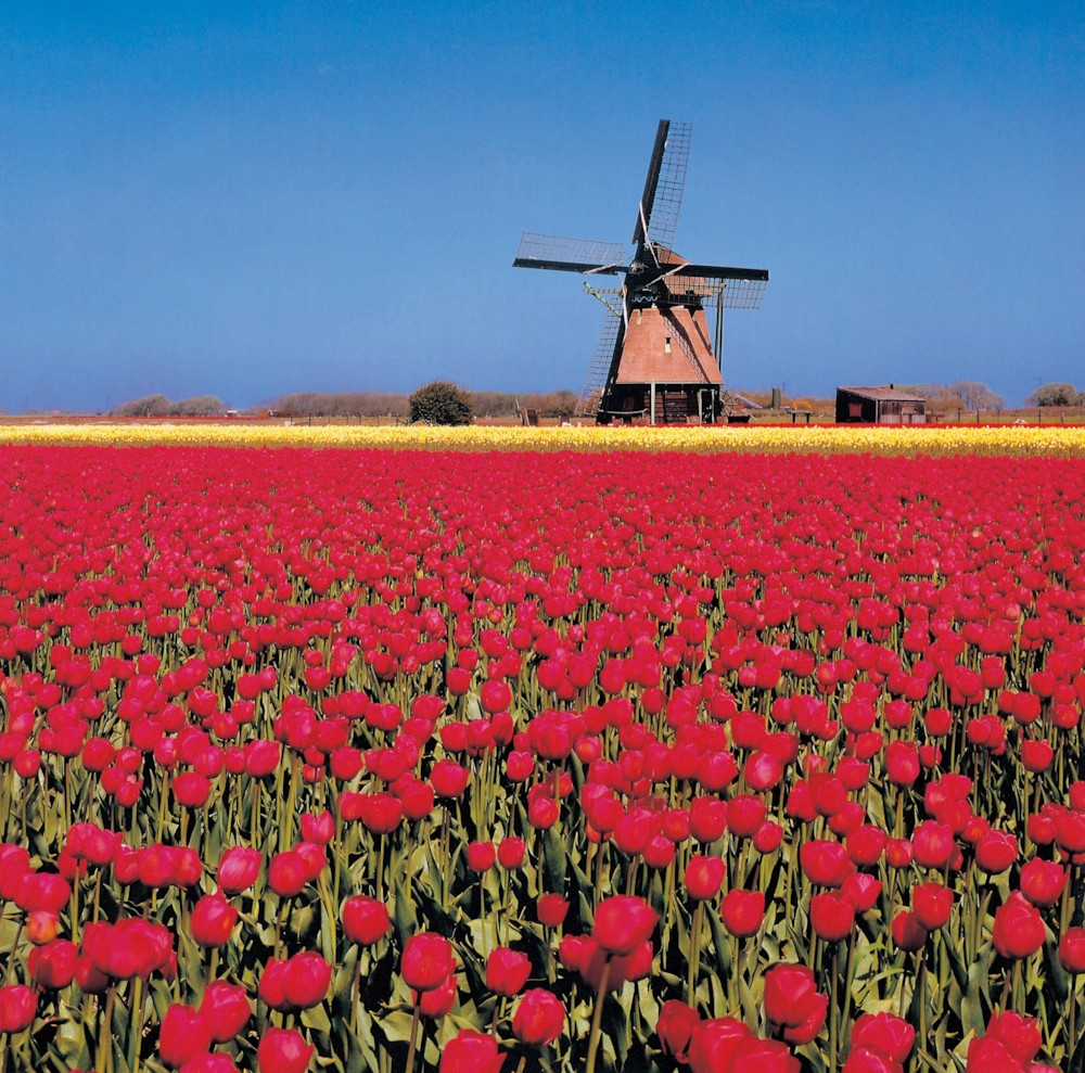 파일:네덜란드 풍차.jpg