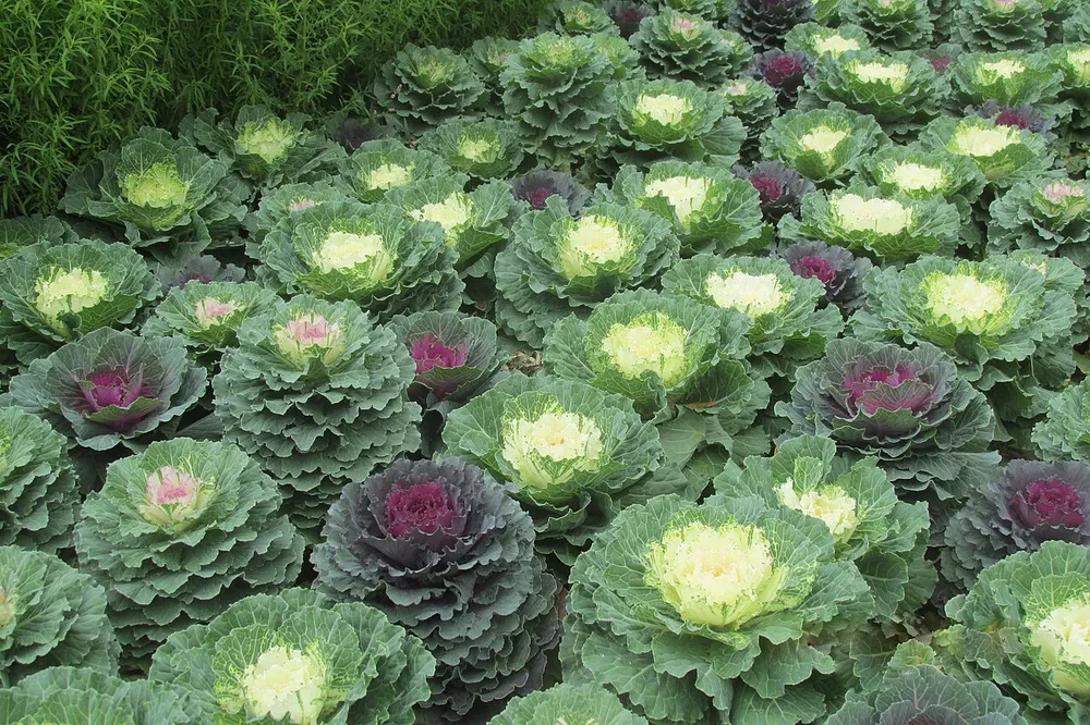 파일:Brassica_oleracea_(cultivars)_IMG_7157_02.jpg