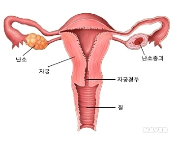 파일:자궁 이미지.jpg