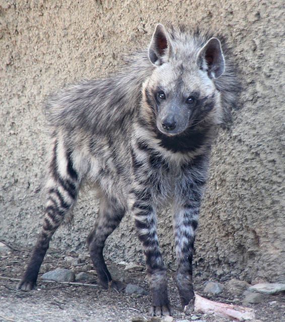 파일:줄무늬하이에나.jpg