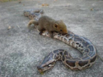 파일:/image/105/2009/06/04/squirrelsnake.jpg