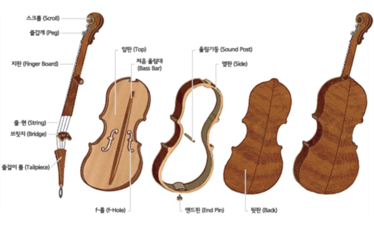 파일:바이올린의구조2.png