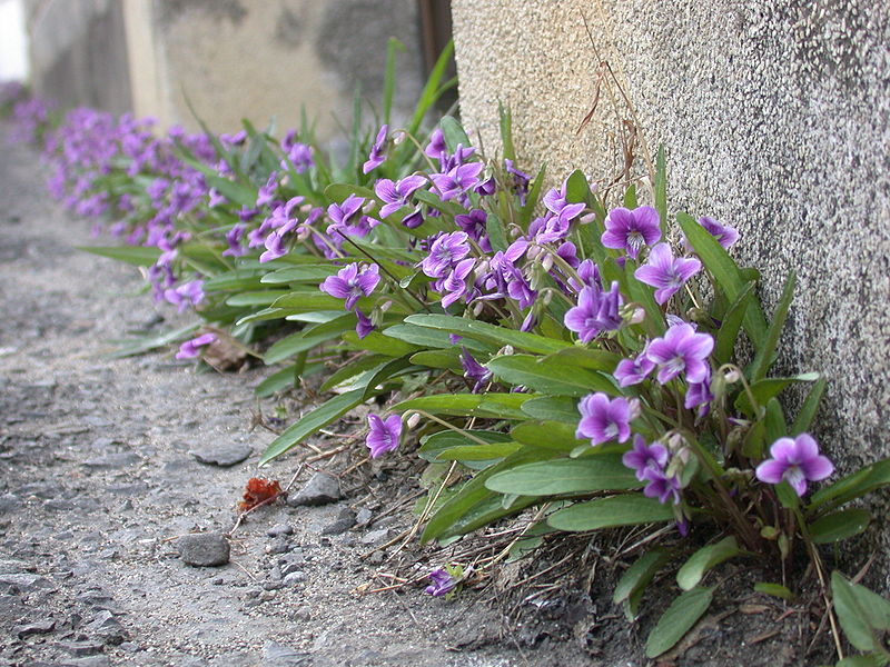 파일:external/upload.wikimedia.org/800px-Viola_mandshurica_roadside.jpg