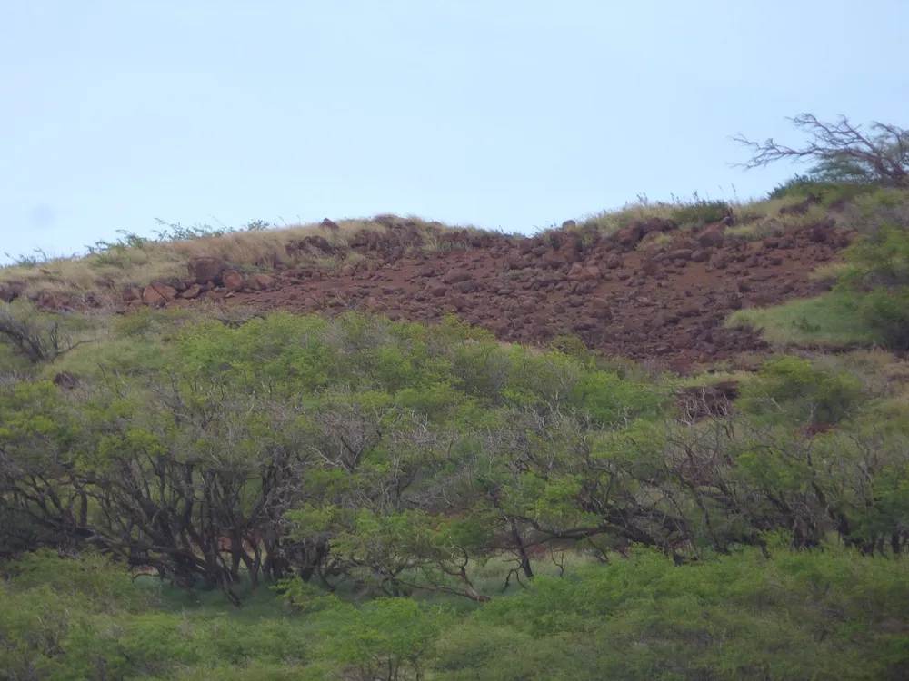 파일:1280px-Starr-151214-0105-Prosopis_pallida-view_puu-Puu_Moiwi-Kahoolawe_(26192557212).jpg