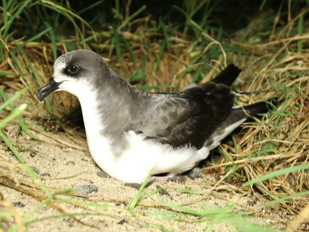 파일:Bonin_petrel_(Pterodroma_hypoleuca)_(6723299213)_(cropped).jpg
