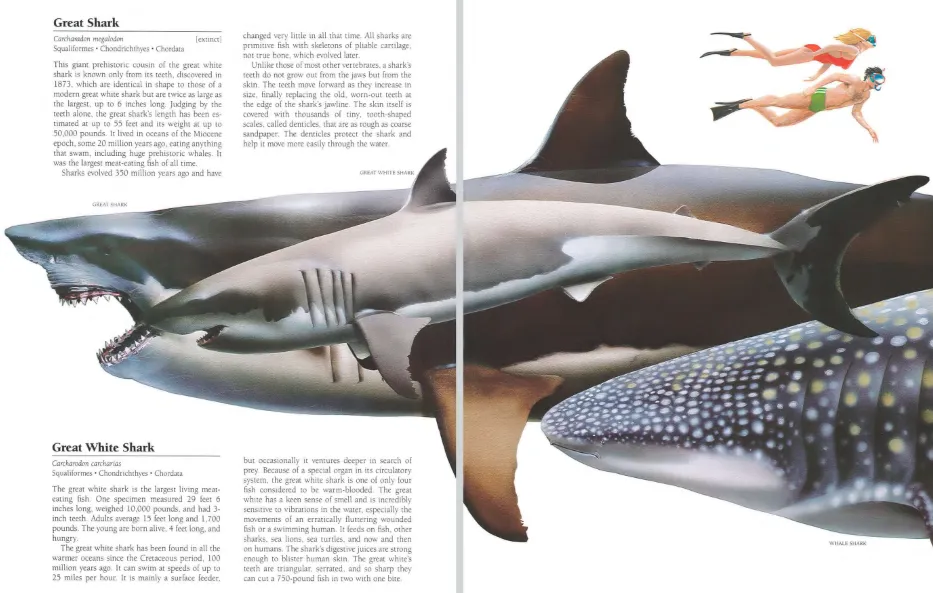 파일:메갈로돈 3.png