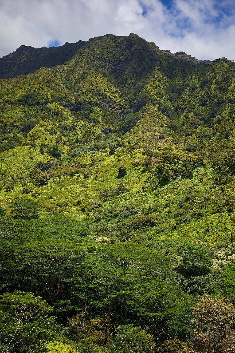 파일:1280px-Makaleha_Mountains_as_seen_from_Moalepe_Trail.jpg