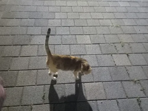 파일:공원 고양이.jpg