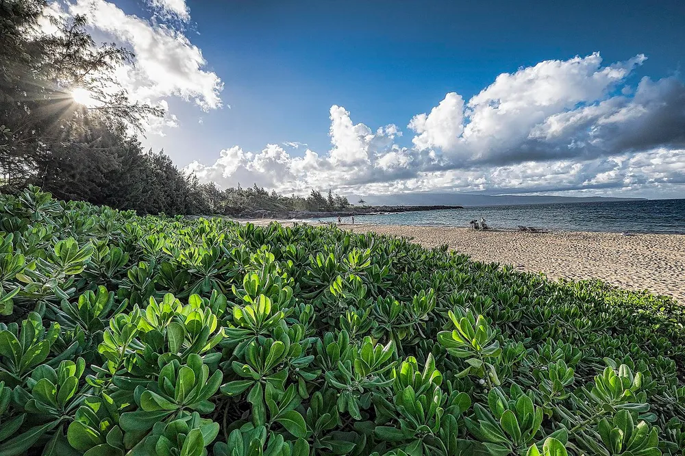 파일:Kapalua,_Maui_(15500352696).jpg