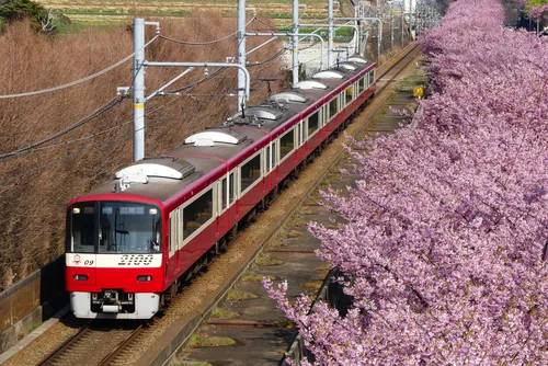 파일:Keikyu-Kurihama-Line_Kawazu-cherry-blossoms.jpg